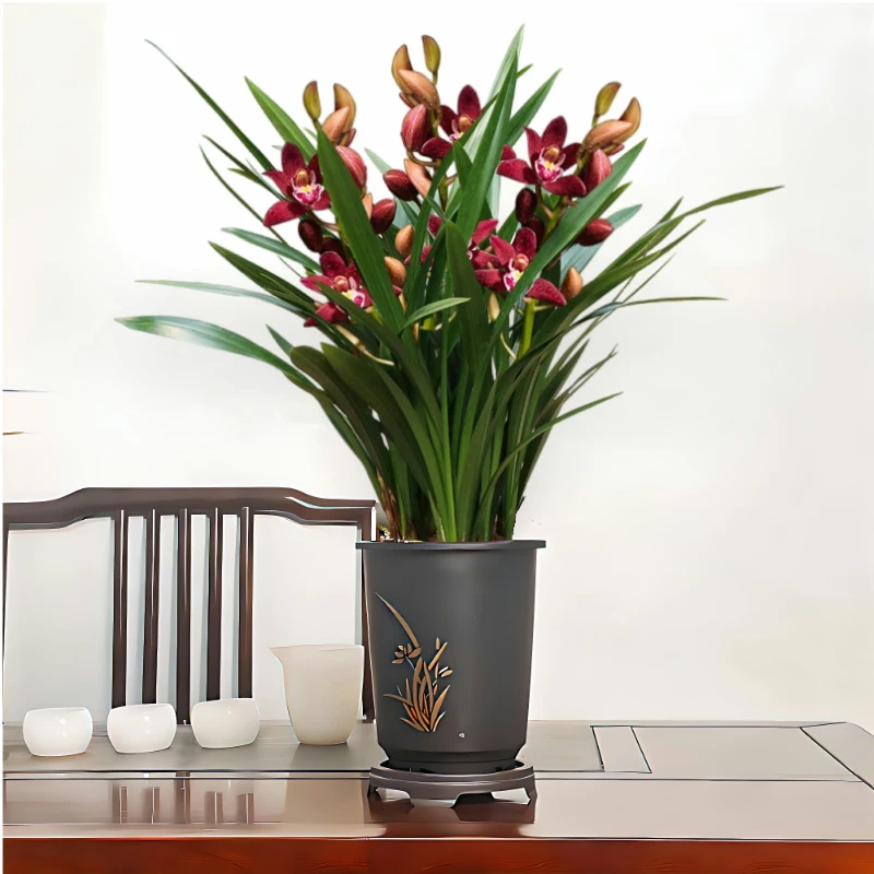 【红美人1-2花剑】兰花红美人开花植物年宵花盆栽室内绿植花卉盆栽