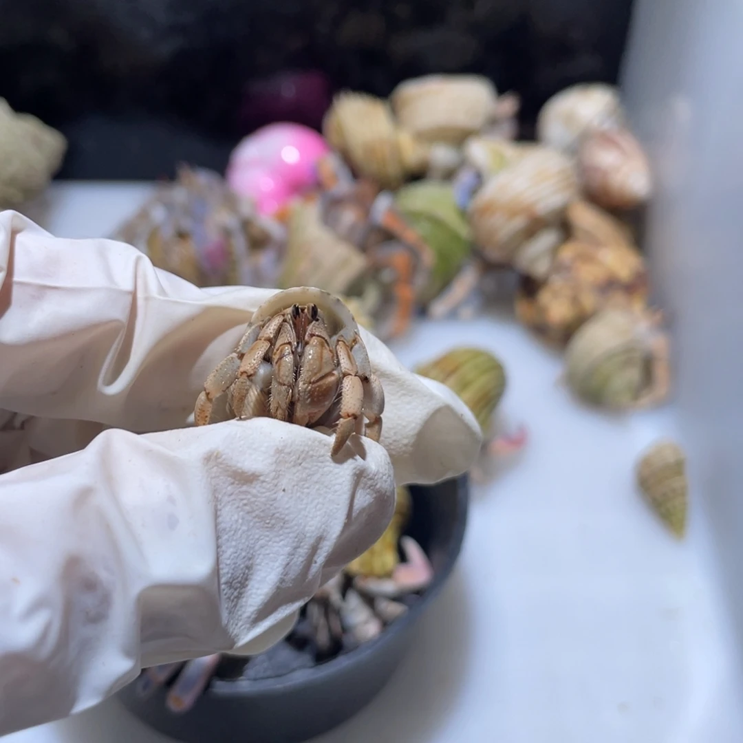 G2 紫陆 小豆丁 通体桔色
