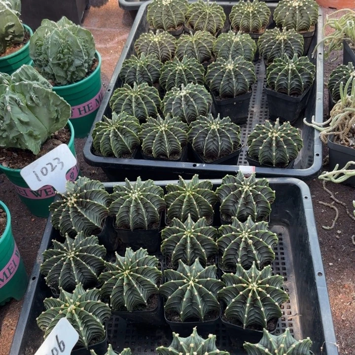 二个实生纯肋骨好养量拍