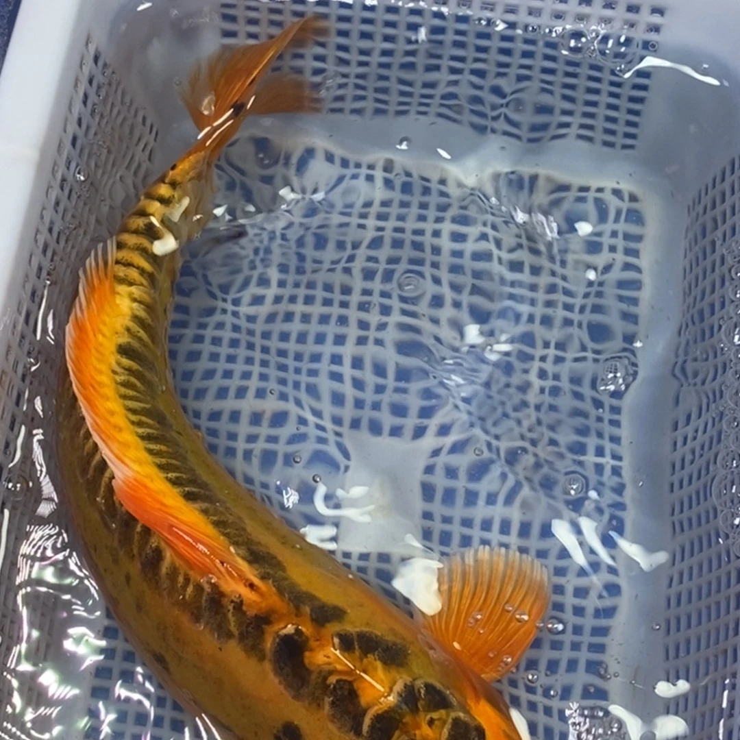 锦鲤冷水锦鲤包邮
