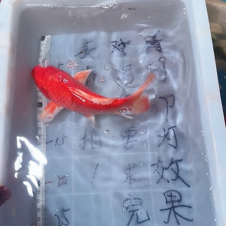 蝴蝶鲤鱼渔场直发鱼缸