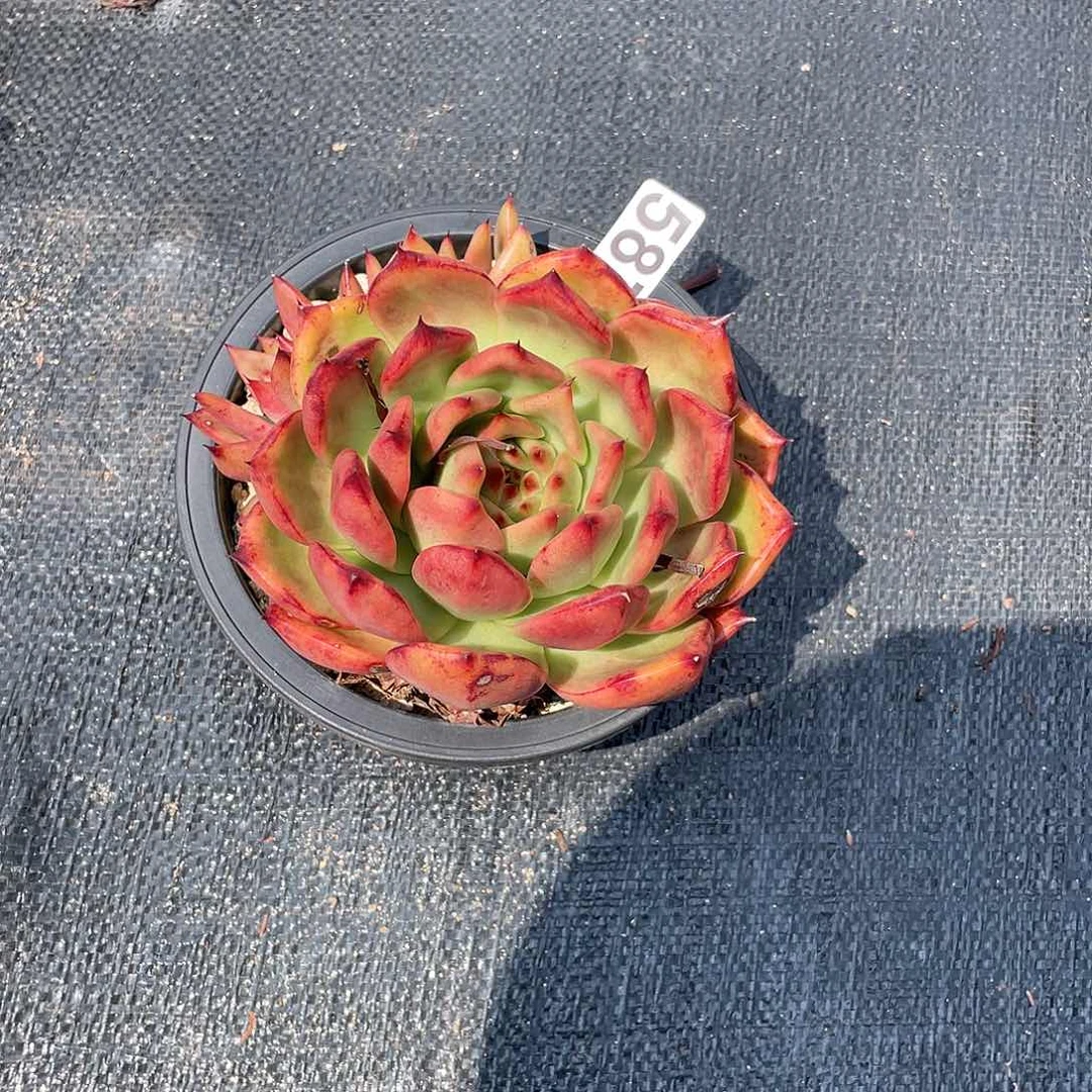 用****4若如东云组拍587
