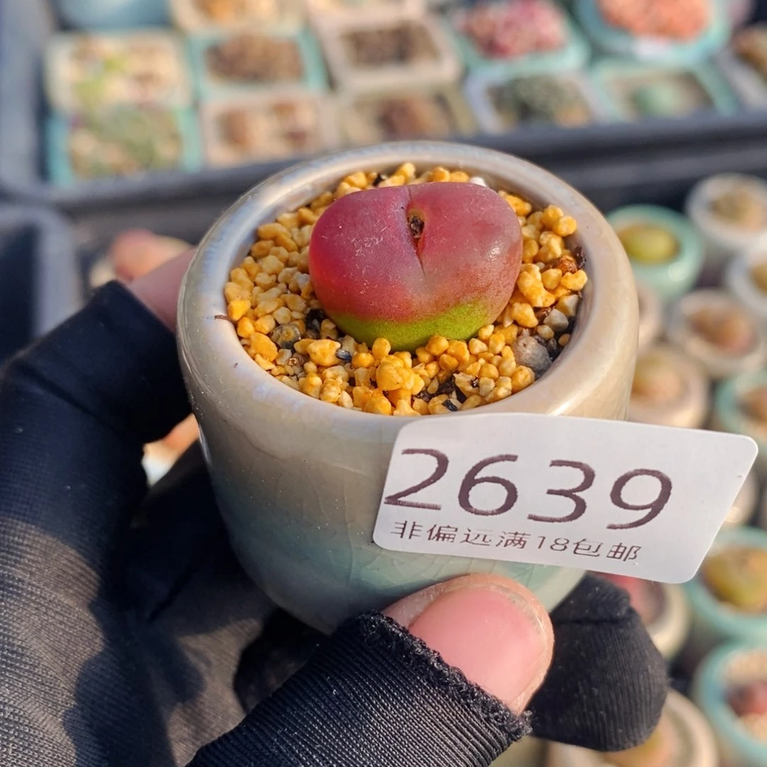 2639-一物一拍 带盆