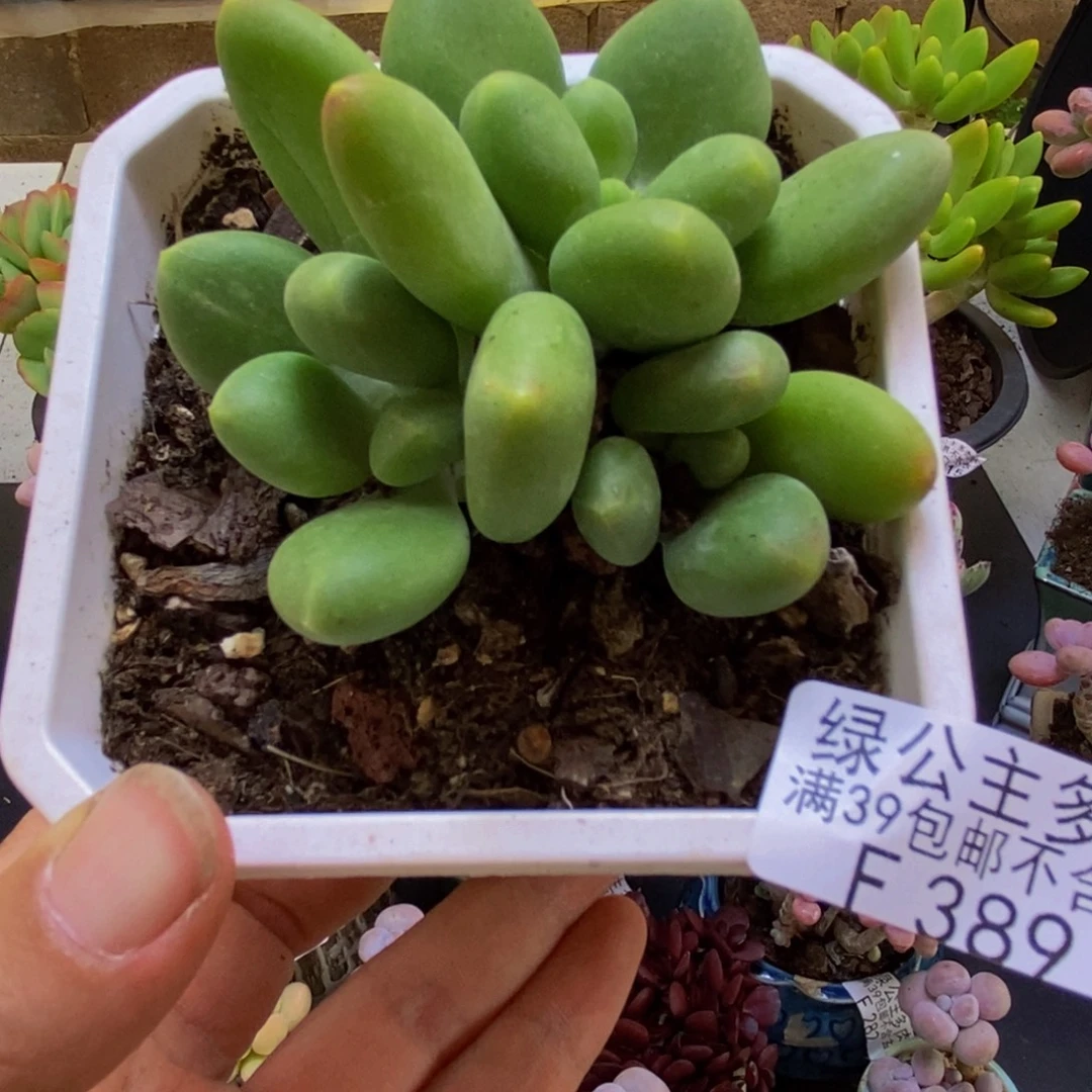 389芒果奶6cm多肉