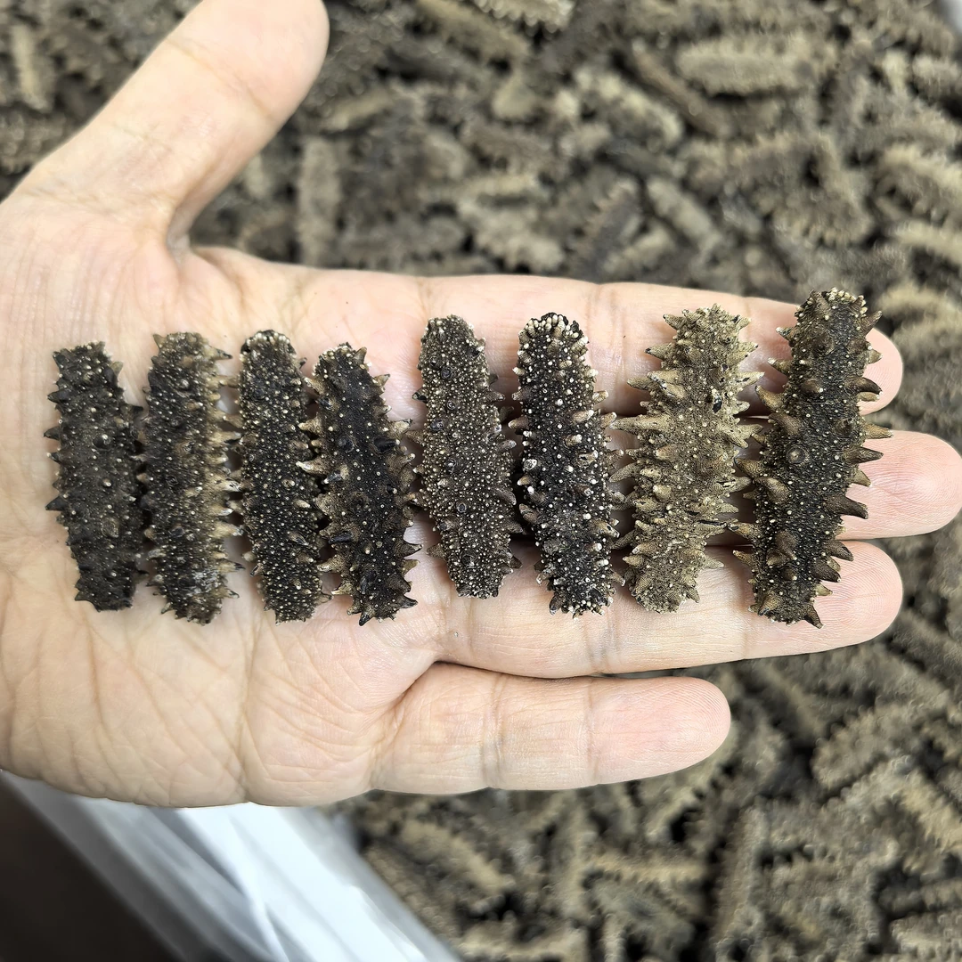 【性价比高品质】性价比海参高品质滋补品200头左右/斤500G吾茫嶋