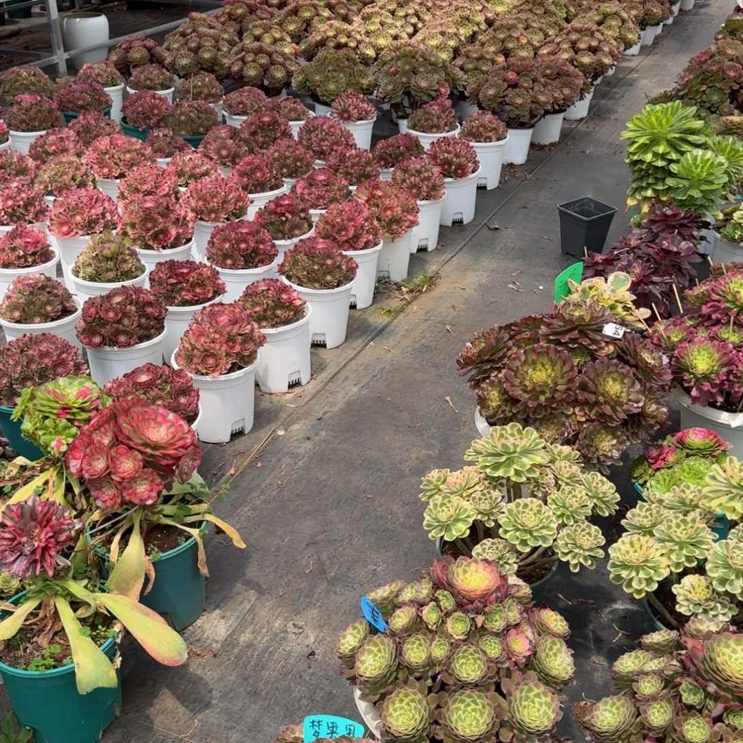 云***杉多肉植物太阳花锦福袋