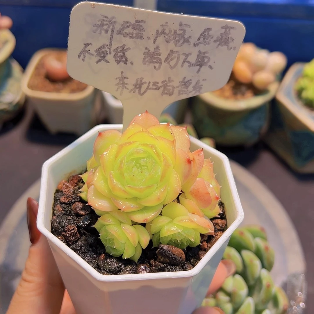 蔷薇珍妮，多肉植物，