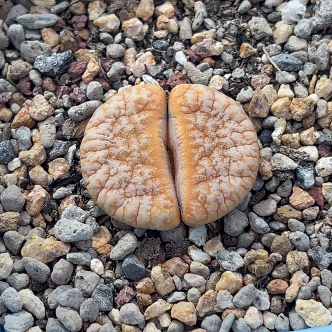 9982金色帝王铁一颗