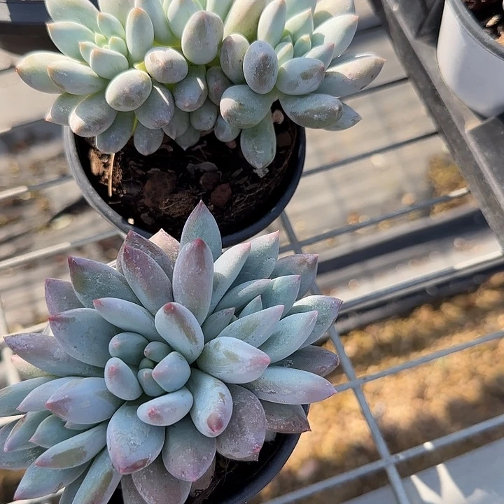 随*?青蛙王子儿童牙膏111