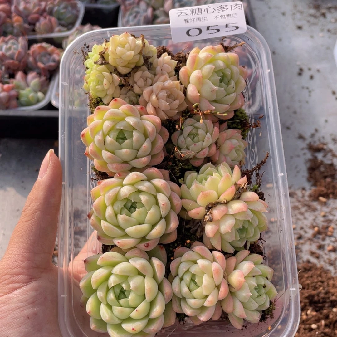 云糖心多肉植物55
