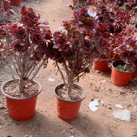 宝***谷圆叶多肉植物法师2棵14号