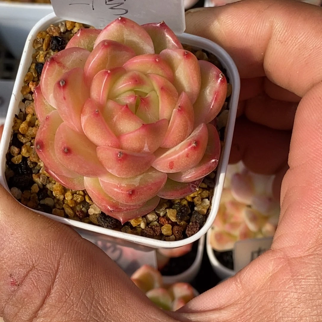 天官赐福百无禁忌