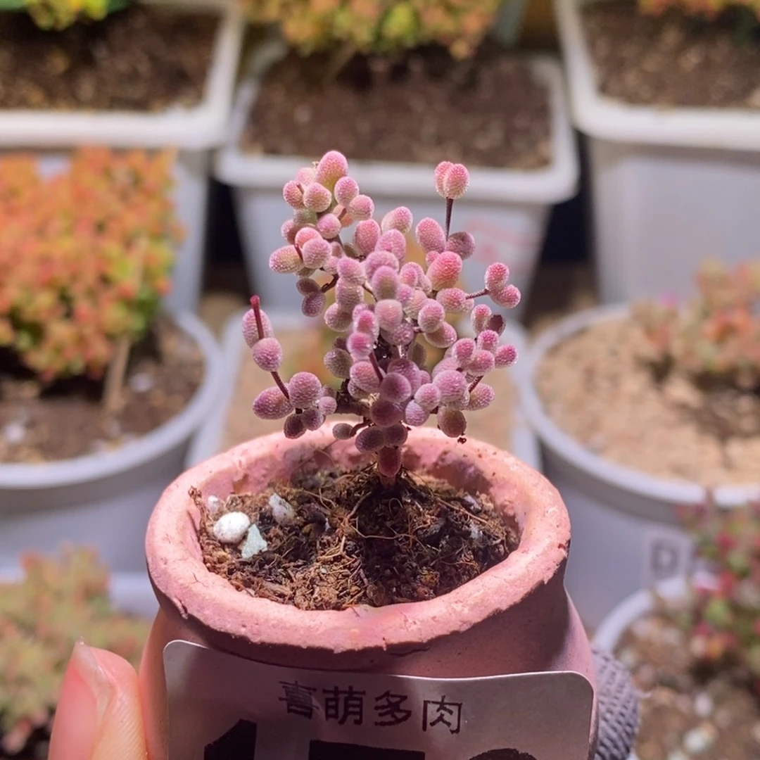 如*实生糖球枝干番杏179