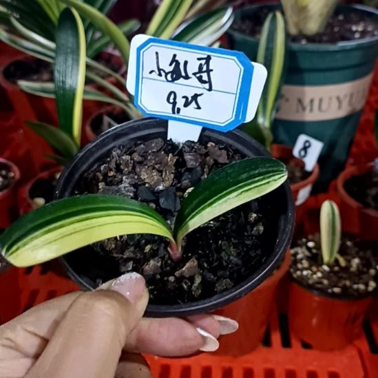 君子兰一物一拍谢谢