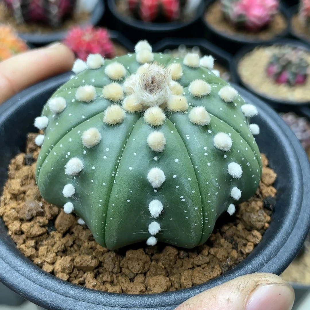 泰系实生，高绒连绒海星兜