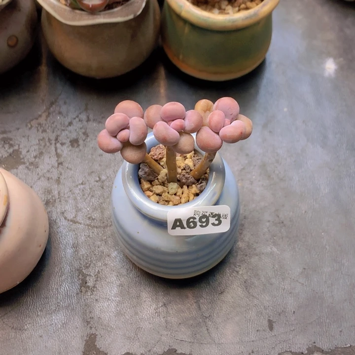 一物一拍含盆土满38包邮A693