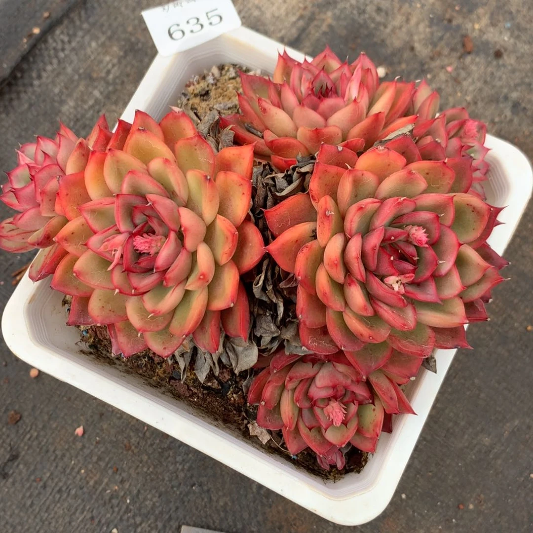 635杂交多肉老桩14冠