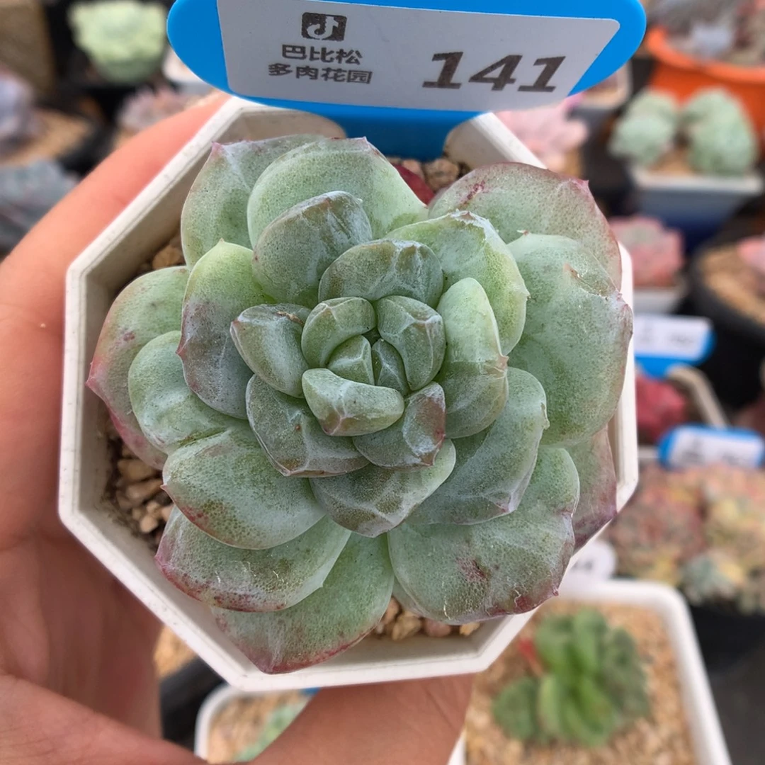 141冰玉石化多肉植物