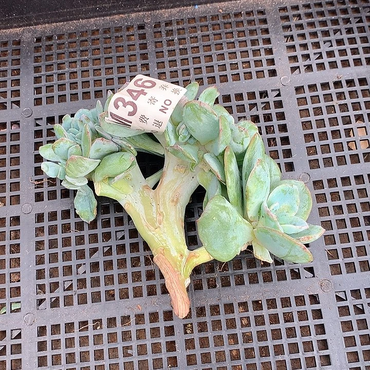 白凤缀化 多肉植物 9.25号左右发