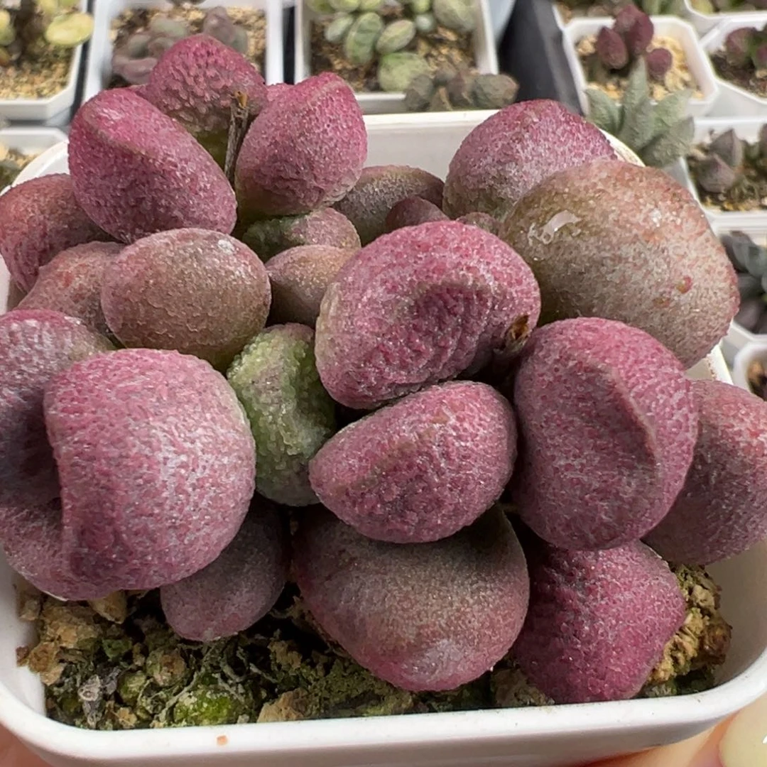 夏娃多头纯木质桩多肉植物