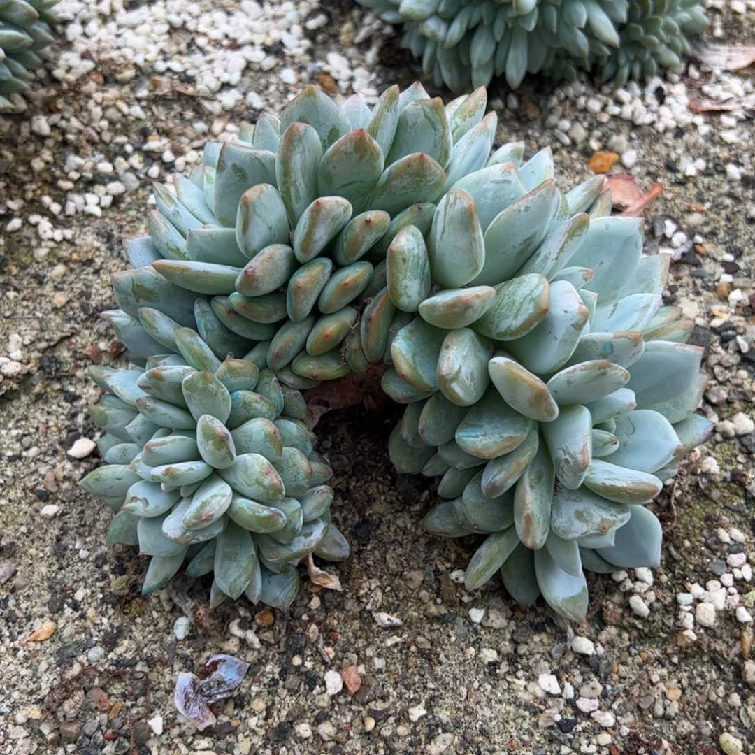 19号多肉多肉多肉多肉多肉