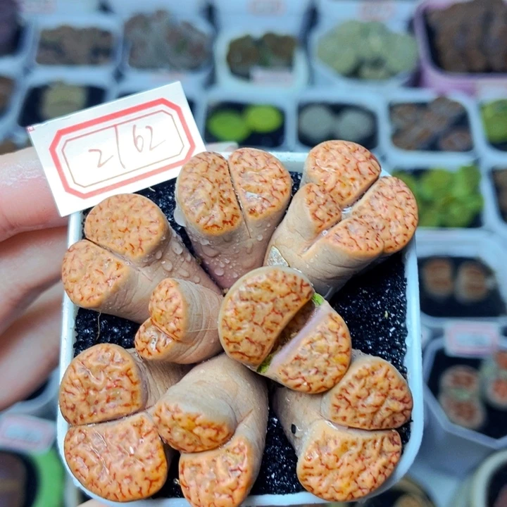 樱桃爱妃们的美肉