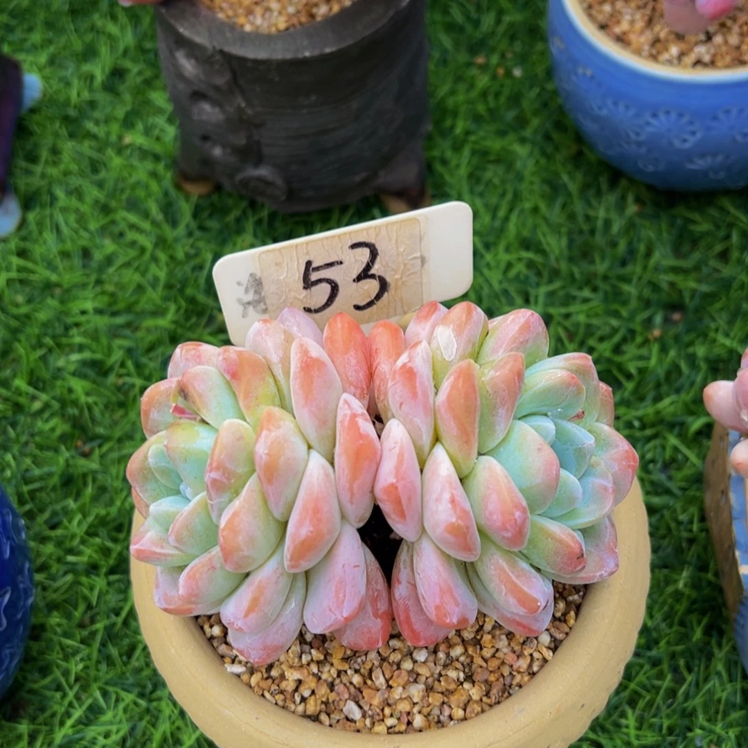 Y*n冰玉多肉植物