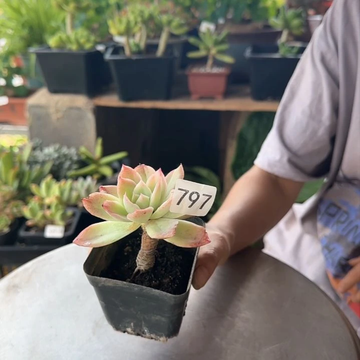 797号 一物一拍 一物一拍