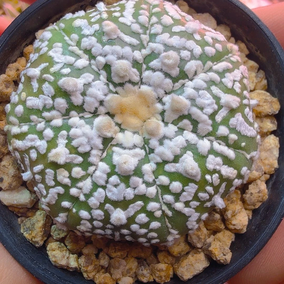 七瓣高绒海星v多肉植物