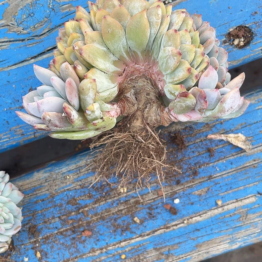 实生-星影缀化一个