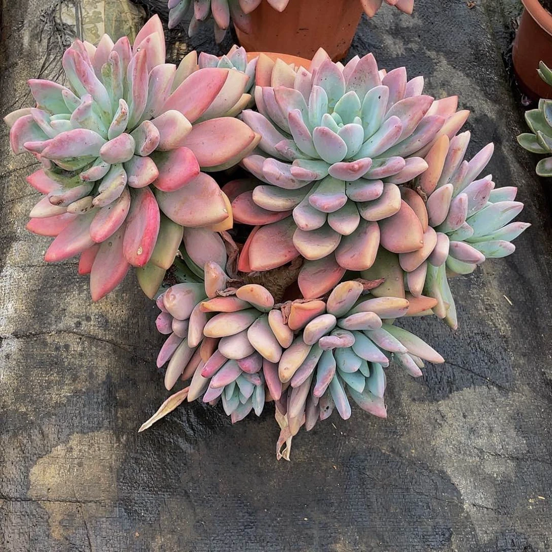 小***爱噢普多肉植物中群