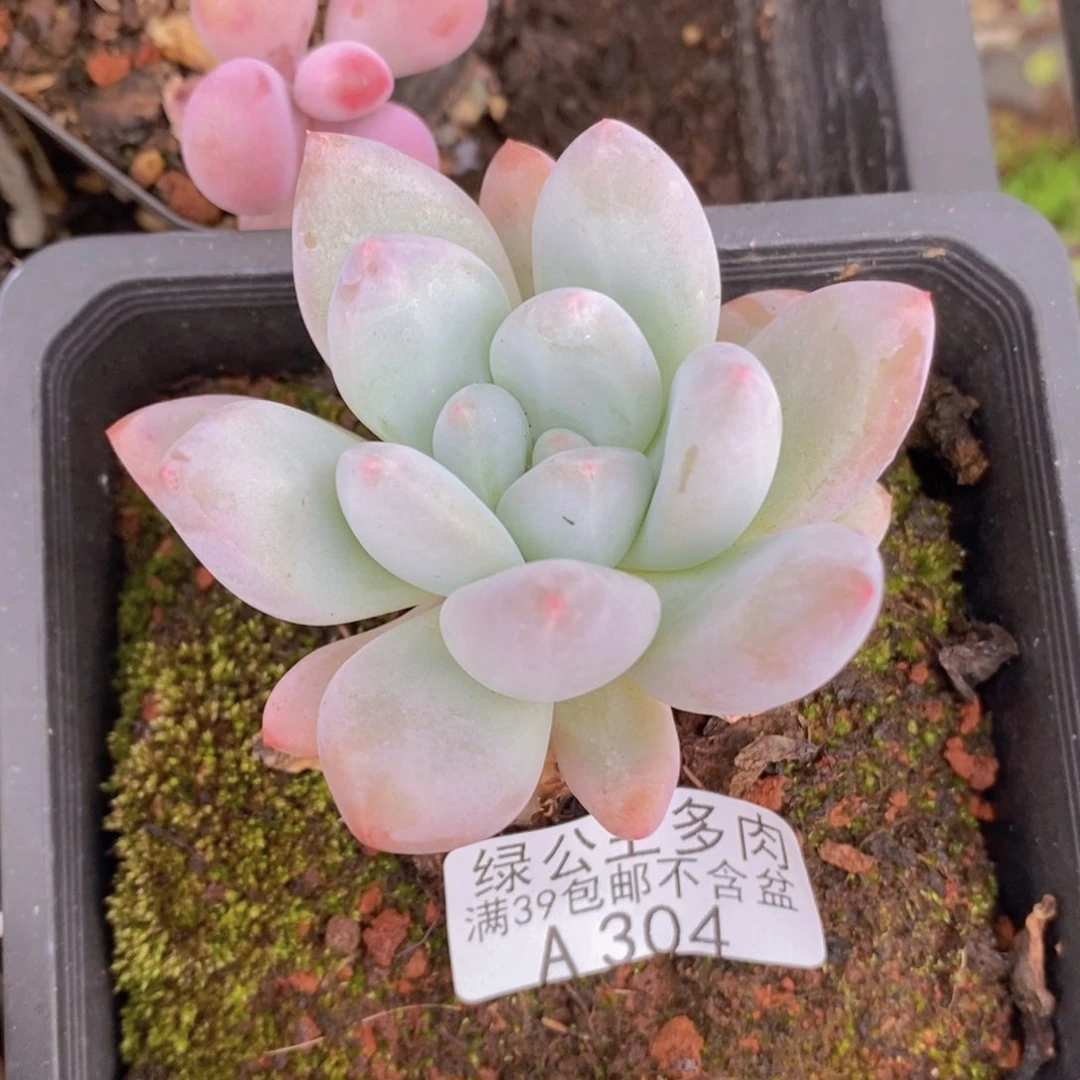 星星雪5cm304多肉植物
