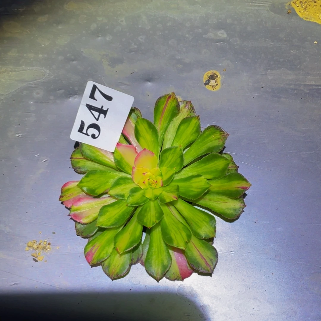 知否多肉植物多肉547