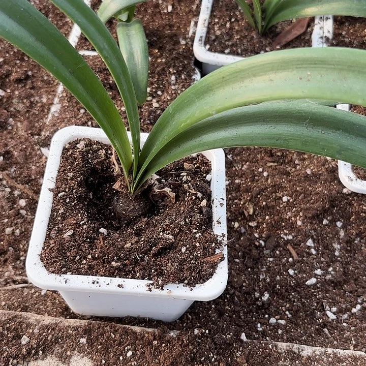 无花朵异国风情原盆原土