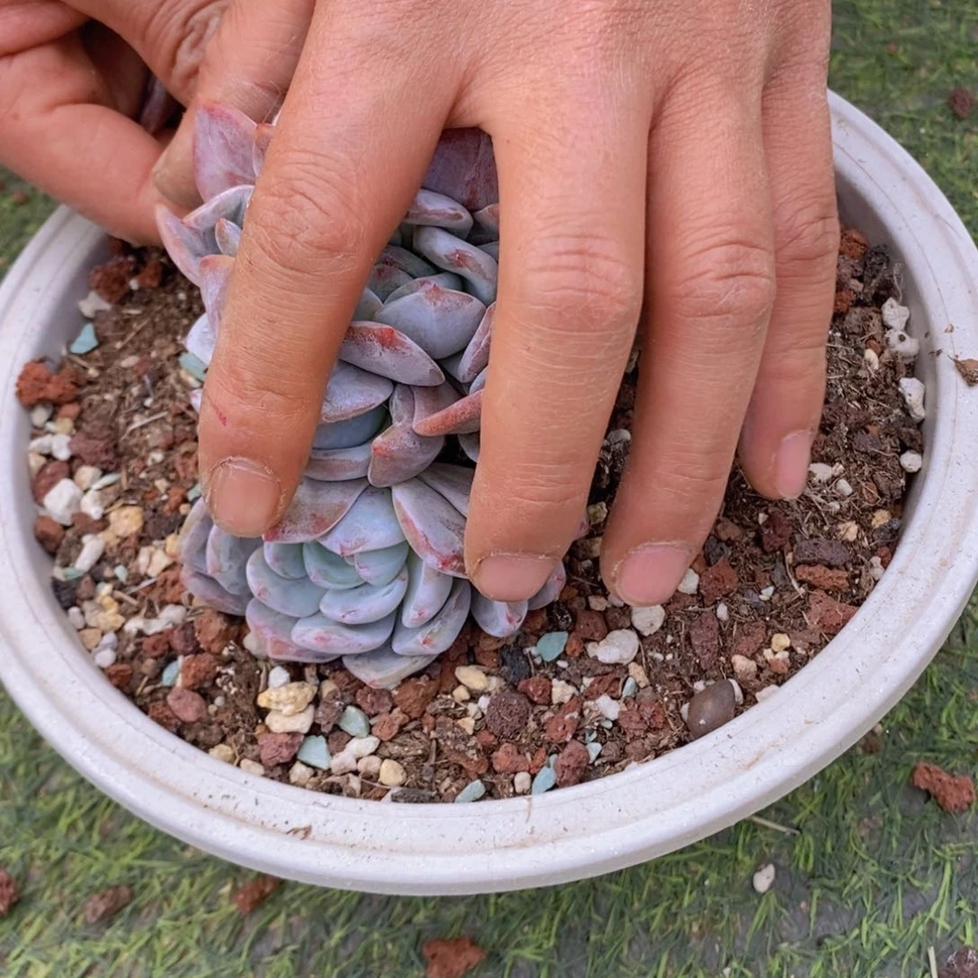 小*44号橙梦露缀多肉