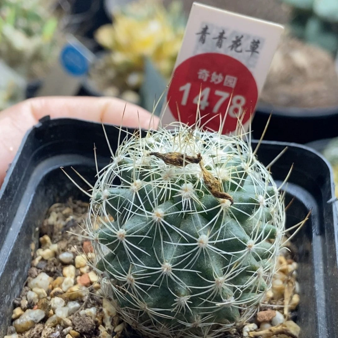白琥娇丽实生3.5厘米
