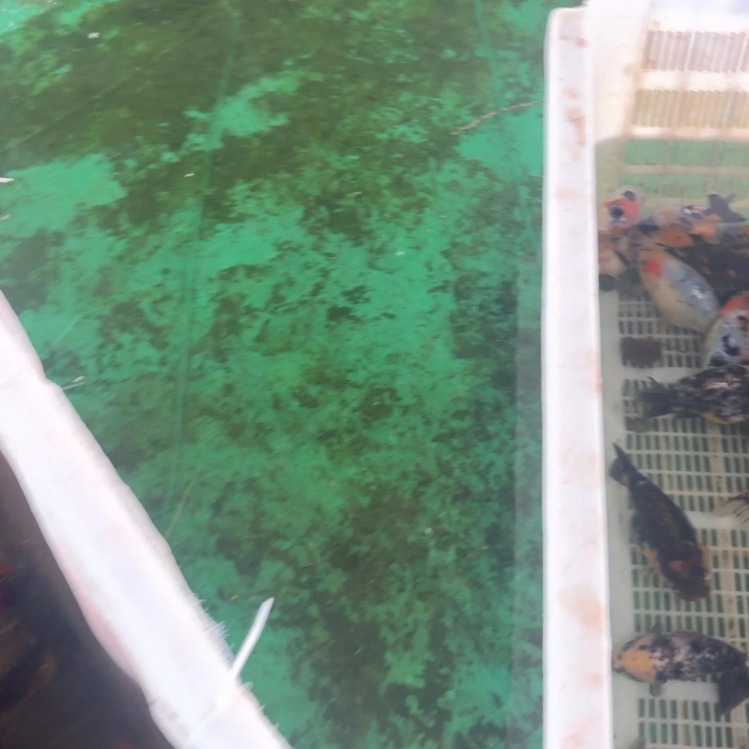 鱼粮一斤包邮到家