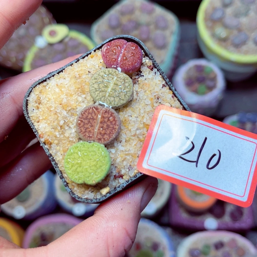 210生石花带盆发1