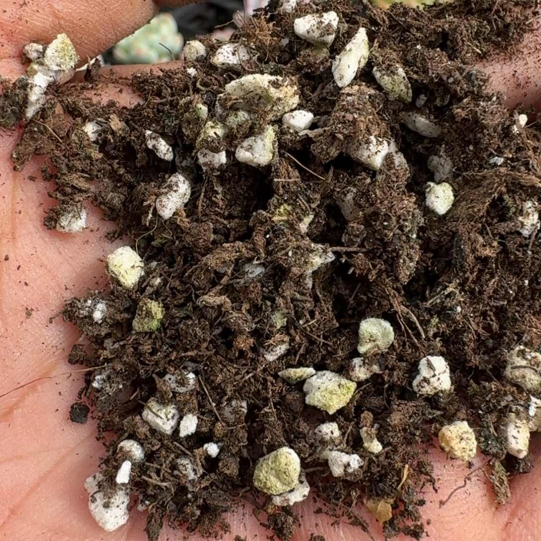 带珍珠盐的进口土10l量拍