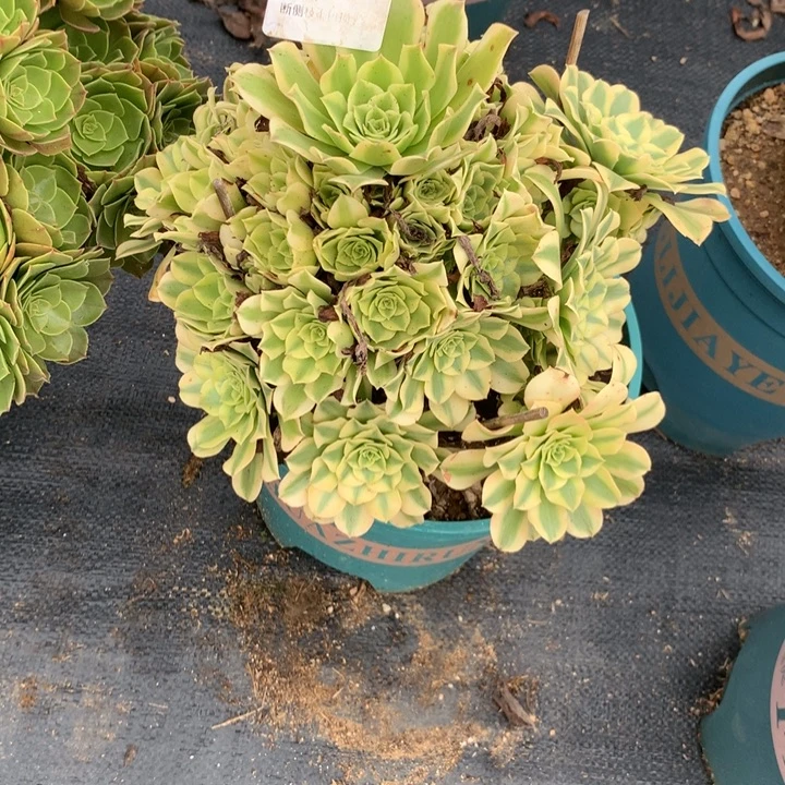 137绿豆沙多肉植物特价