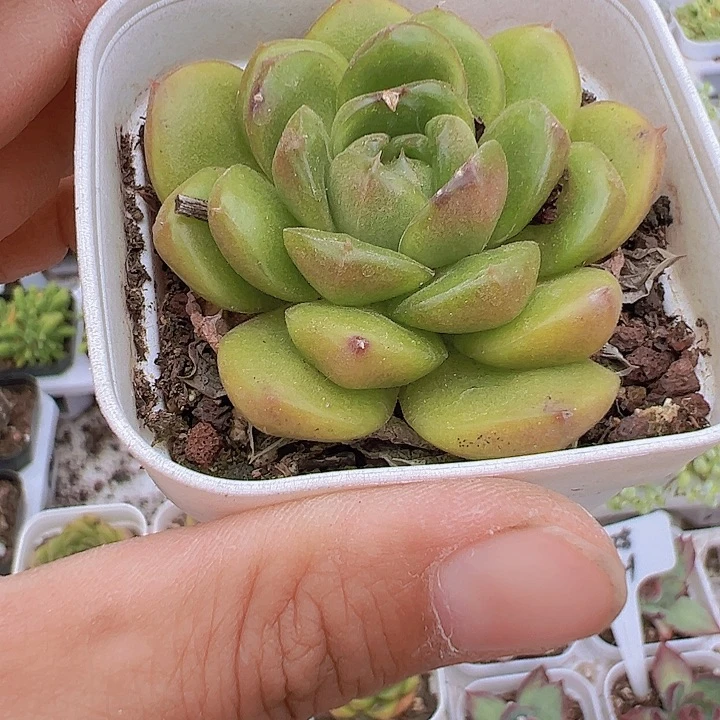皮埃拉珍妮19包邮