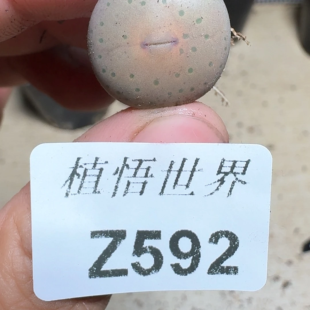 592号多肉植物哇f v