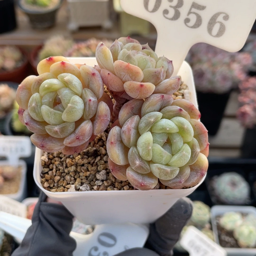 0356 白色恋人 7.5厘米