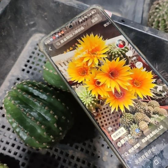 仙人球德系金刚侧芽