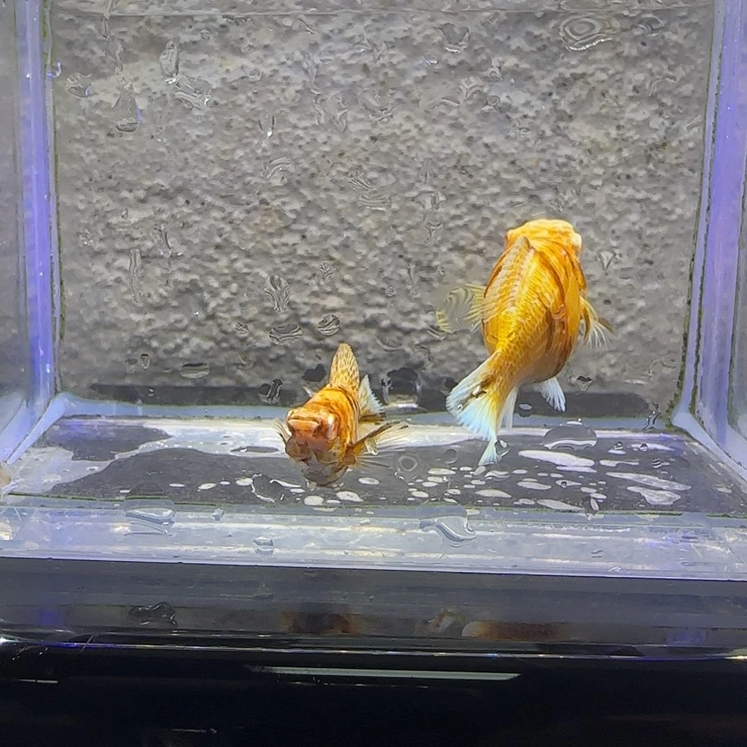 孔雀鱼金虎玛丽。91号