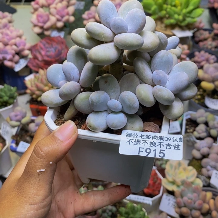 915水光针多肉8cm