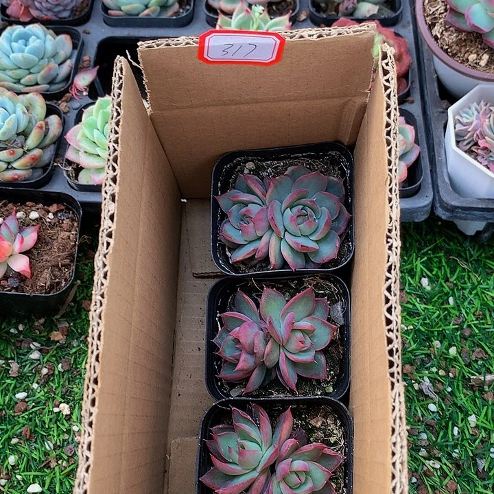 独**行A317惊鸿仙子多肉