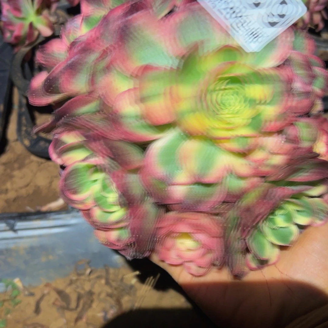 多肉植物389无售后