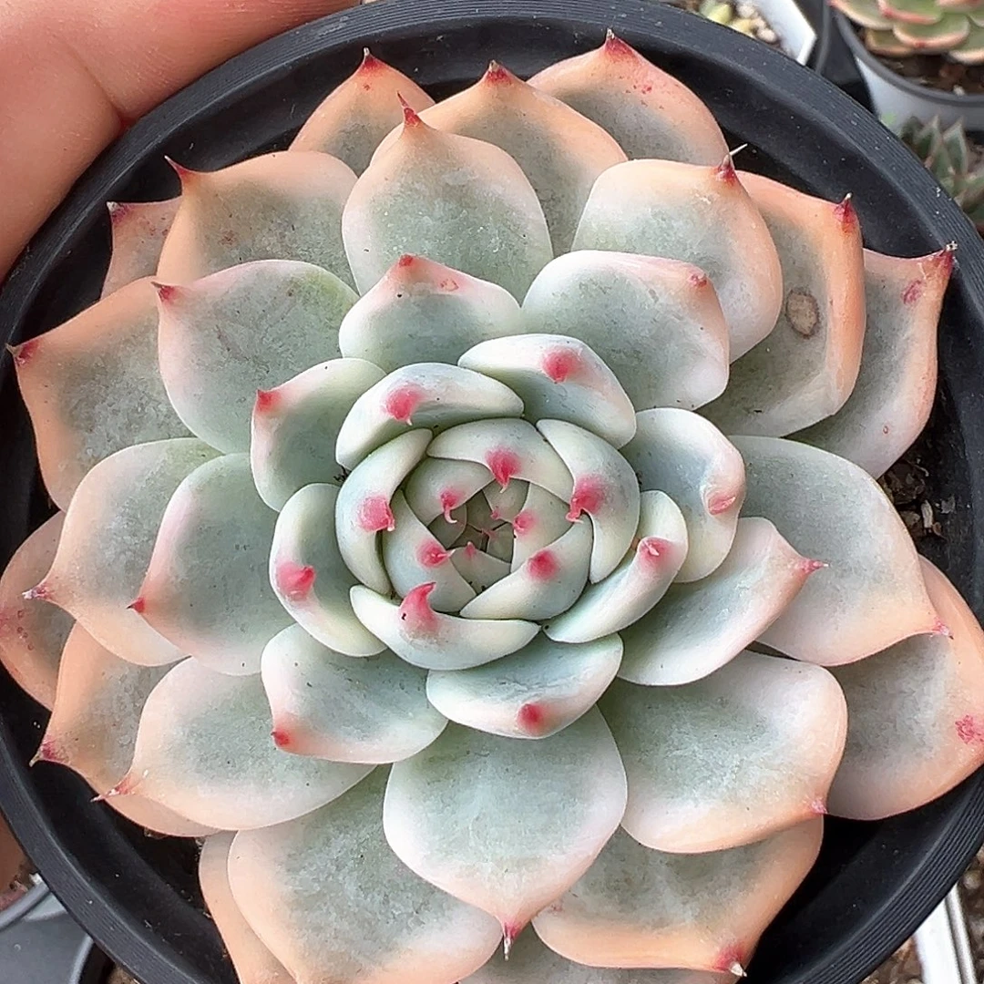 吉娃娃锦 小方花圃一物一拍