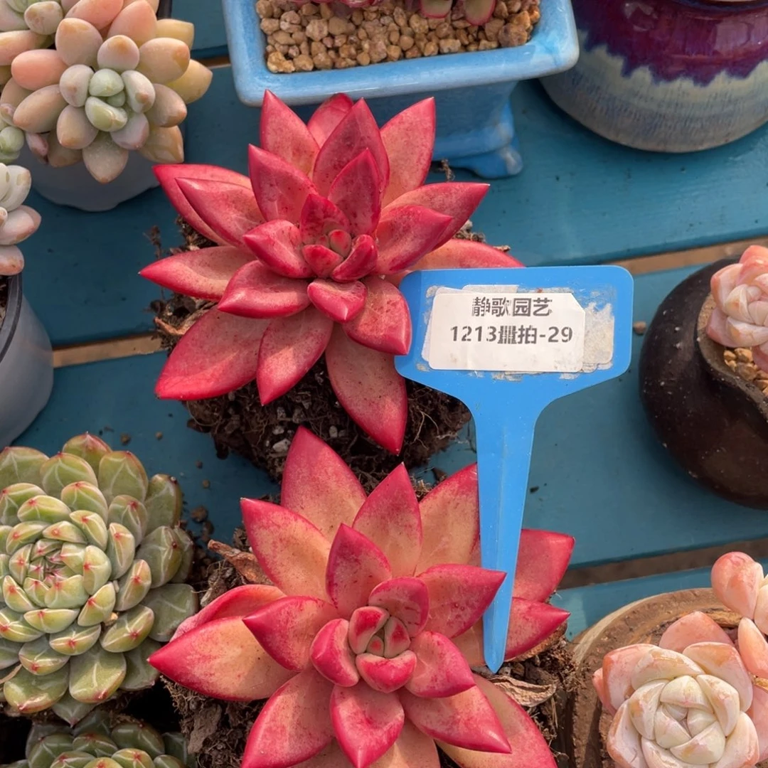 1213-29-赫菲鱼大单头一颗量拍